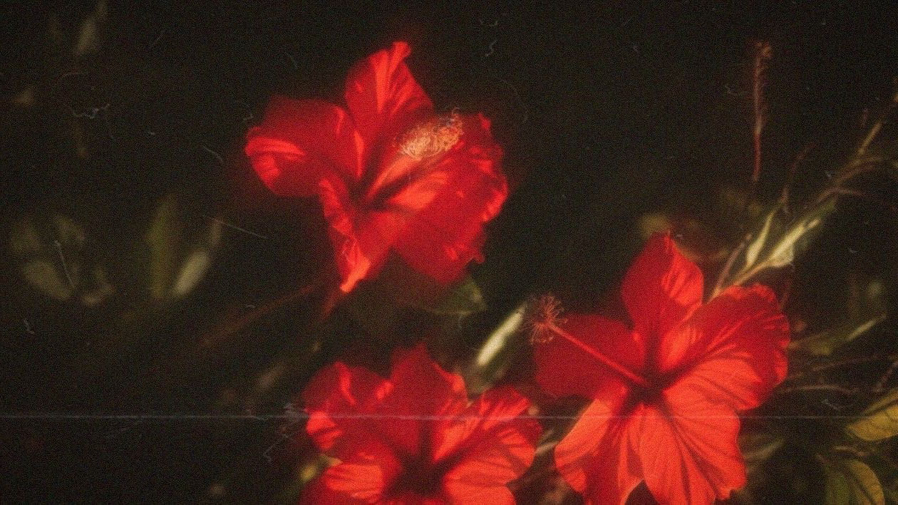 three red flowers with green stems in a dramatically lit scene with a dr background and grainy filter