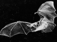 bat in black background