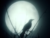 silhouette of a crow perched in front of a full moon