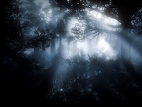blurry image of dark forest with mysterious blue lighting