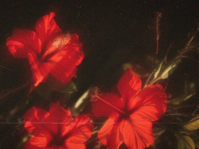 three red flowers with green stems in a dramatically lit scene with a dr background and grainy filter